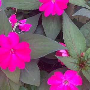 Meet your Posher, Noorulain